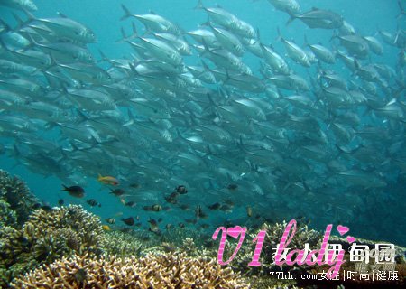 度蜜月就去诗巴丹