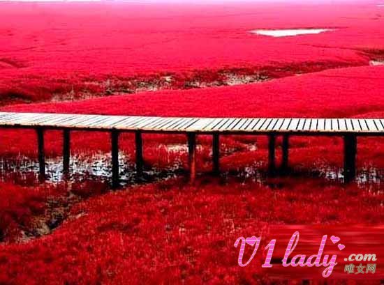 蜜月旅行去哪里之辽宁红海滩