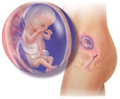 胎儿发育全过程图片讲解