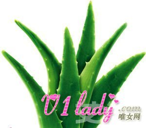 六种天然祛痘植物全面介绍