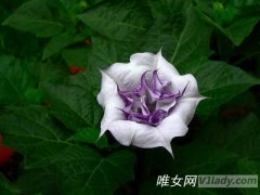 爱情公寓4第13集中很多种(7种)颜色的花叫什么名字?