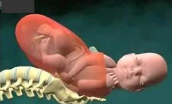 胎儿是怎么样从肚子里出来的，多图详解