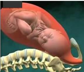 胎儿是怎么样从肚子里出来的，多图详解