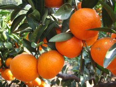 吃橘子对人体有哪些好处？有哪些禁忌？