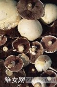 多吃蘑菇有哪些好处和营养价值