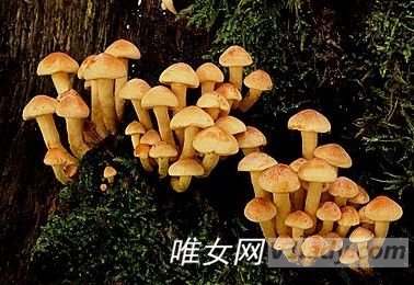 多吃蘑菇有哪些好处和营养价值