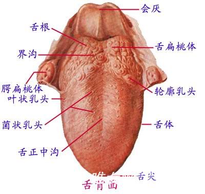 舌苔的颜色体现身体及舌苔发白是怎么回事?