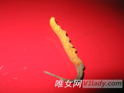 冬虫夏草有哪些功效与作用及食用方法